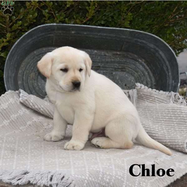 Chloe, Yellow Labrador Retriever Puppy